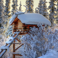 lovely log hunting lodge in a forest clearing hdr