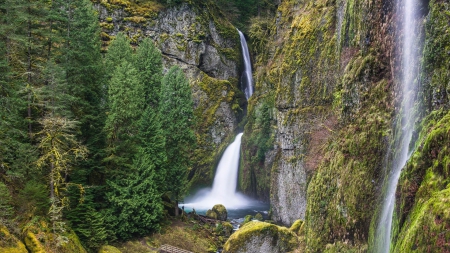 wachlella falls in the columbia river gorge - waterfalls, cliff, forest, gorge, rocks