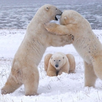 Polar bears playing in Canada