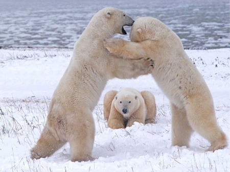 Polar bears playing in Canada - north, bears, animals, predators, cute, wildlife, plaing, alaska, winter, polar bear, wallpaper, funny, nature, fight, wild, snow, canada, sweet, white bear