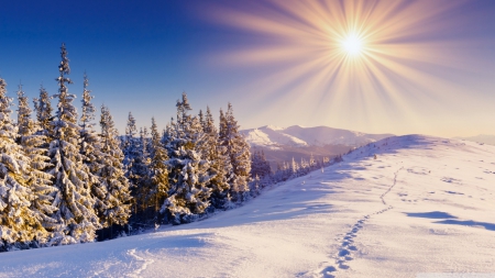 Footprints in the snow - sunlight, winter, snow, landscape, scene, HD, forest, light, nature, pine, footprints, mountains, sun, sky, wallpaper