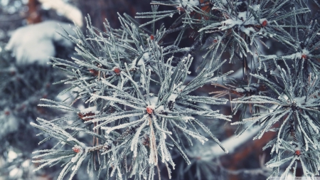 Frosted pine needles - ice, frosty, photography, winter, leaf, wallpaper, frosted, hd, nature, fir, abstract, macro, frost, snow, leaves, frozen