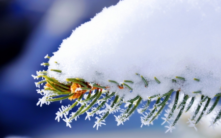 Winter - white, snow, branch, winter, tree