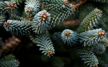 Fir - branch, nature, green, macro, fir