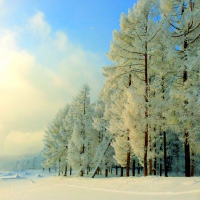 WINTER TREES