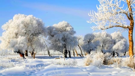 WINTER TREES - SNOW, NATURE, TREES, WINTER