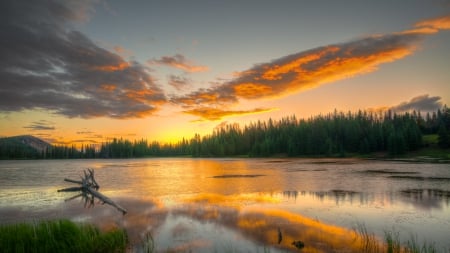 gorgeous lake in sunset hdr - clouds, sunset, hdr, lake, grass, driftwood, forest