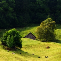 hut in a mountain sheep pasture