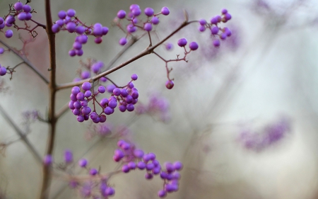 Callicarpa (beautyberry) - beautyberry, branch, callicarpa, purple, berry, fruit, pink, silveryhawk