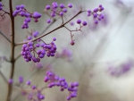 Callicarpa (beautyberry)