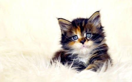 CUTE KITTY - muzzle, eyes, kitten, cat