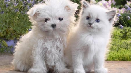 Sweet white friends - puppy, cat, dog, friend, kitten