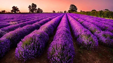 Rows - field, flower, purple, nature