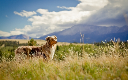 NATURE LOVER - dog, field, nature, mountain