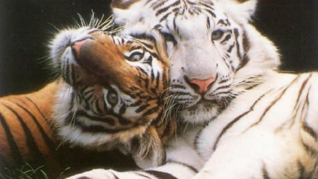 Tiger couple - animal, predator, love, tiger, wildlife