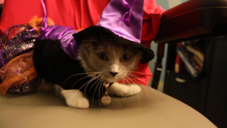 Fluffy witch - cat, witch, halloween, kitten