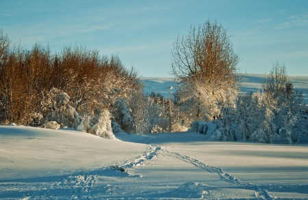 Winter - frosty, trees, landscape, snow, field