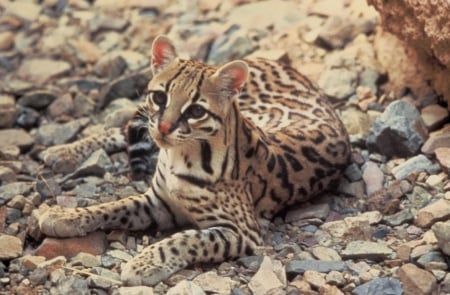 ocelot - between, spots, camouflaged, rocks