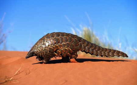 Pangolin - desert, hot, scales, shiny