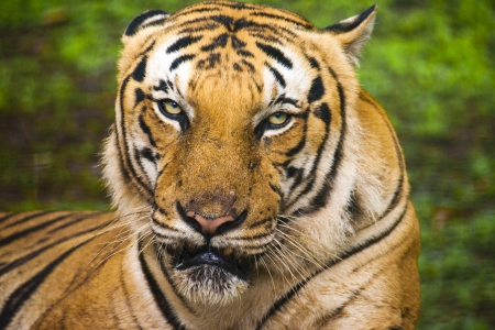 tiger face - harsh, eyes, angry, ruthless