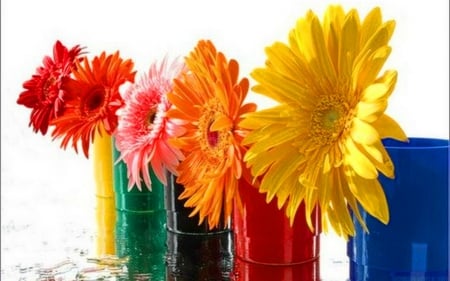 Colorful flowers - flowers, glass, gerbera, colorful