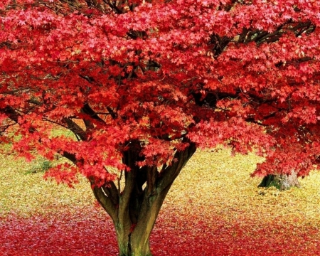 Red tree - red, tree, nature, autumn