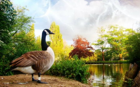 Early morning - lake, tree, nature, duck