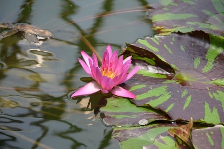 Water Lilly - water lilly, flower, pink, photography