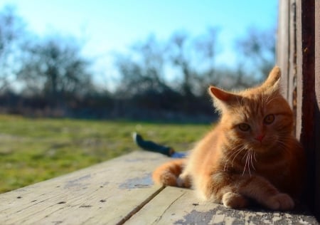 Cat - paws, face, pretty, cute, animals, beauty, beautiful, sweet, cat, sleeping, kitty, cats, kitten, hat, lovely, cat face