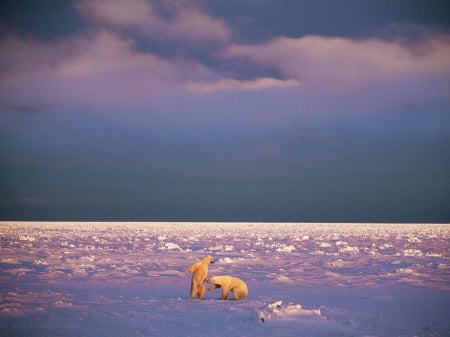 â€¢Polar bearsâ€¢ - north, ice, wildlife, bears, animals, alaska, polar bear, predators, wallpaper, playing, fight, wild, canada, sweet, cute, white bear