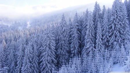 Snowy fir trees - north, landscape, pine, winter, mountains, wallpaper, hd, nature, fir, forest, snow, scene