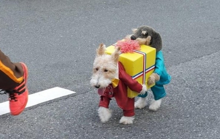 ONE DOG DRESSED LIKE TWO #2