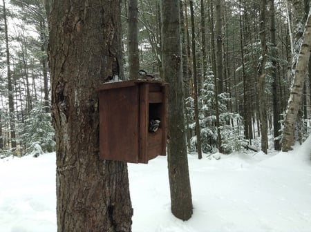 Hungry Finches - spitfire, ford, chimo, desota