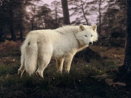 Living in Forest - white, wolf, forest, life