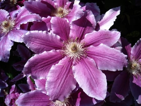 Clematis