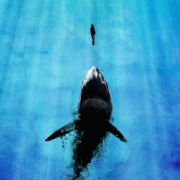 great white