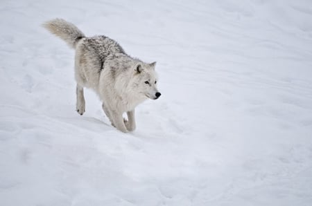 Artic Wolf - Chimo, Ford, Spitfire, DeSota