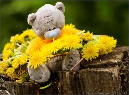 Cute Bear - bear, cute, teddy, flowers, yellow