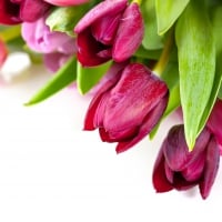 * Lovely tulips *