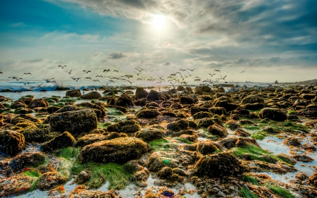 Point Dume, California - beach, seagulls, hdr, rocks