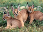 Three Caracal Kittens ~ AKA Desert Lynx