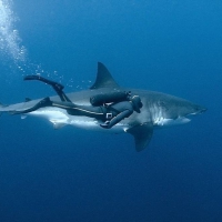 Great white