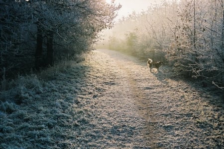 Morning Dew - the, dog, morning dew, walking, wallpaper