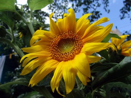 Sunflower - Bloom, yellow, petals, sunflower