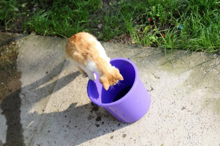 Just Peeping! - Peeping, bucket, Kitten, ginger