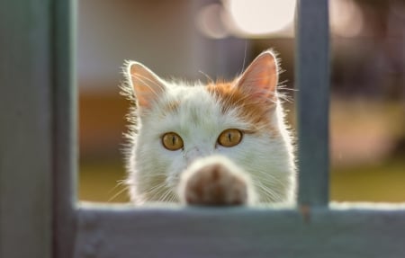 Cat - hat, pretty, cat face, beautiful, beauty, lovely, paws, sweet, cat, kitten, cute, cats, face, sleeping, animals, kitty