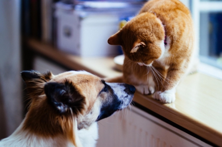 Cat and dog - animal, pretty, cute, animals, beautiful, sweet, puppy, puppys, dogs, lovely, dog