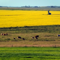 Cows and yellow fields, Western Canada