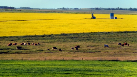 Cows and yellow fields, Western Canada - canada, alberta, cows, yellow fields