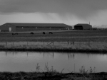 Horses and farm houses in black and white